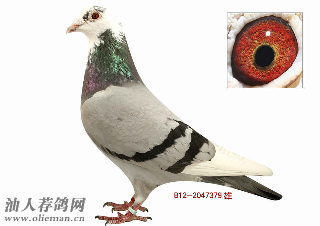 米兰·(milan)中国官网