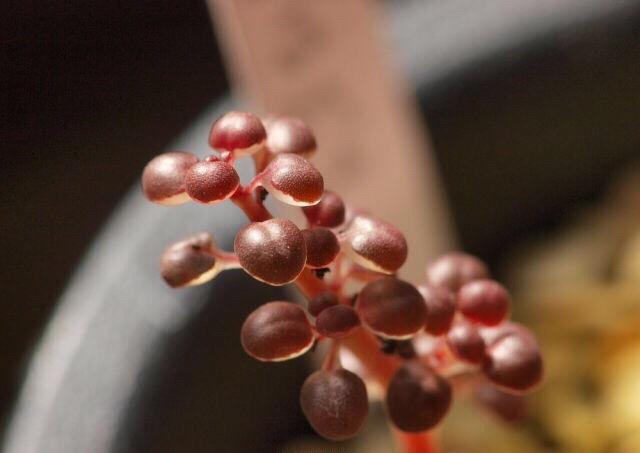 米兰·(milan)中国官网